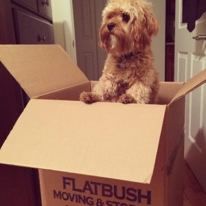 Moving with Pets - Dog in Packing Box